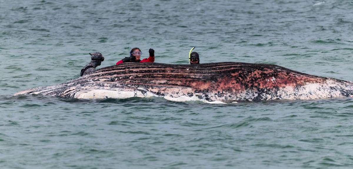 Toter Wal vor dänischer Insel ist „Timmy“ aus der Ostsee
