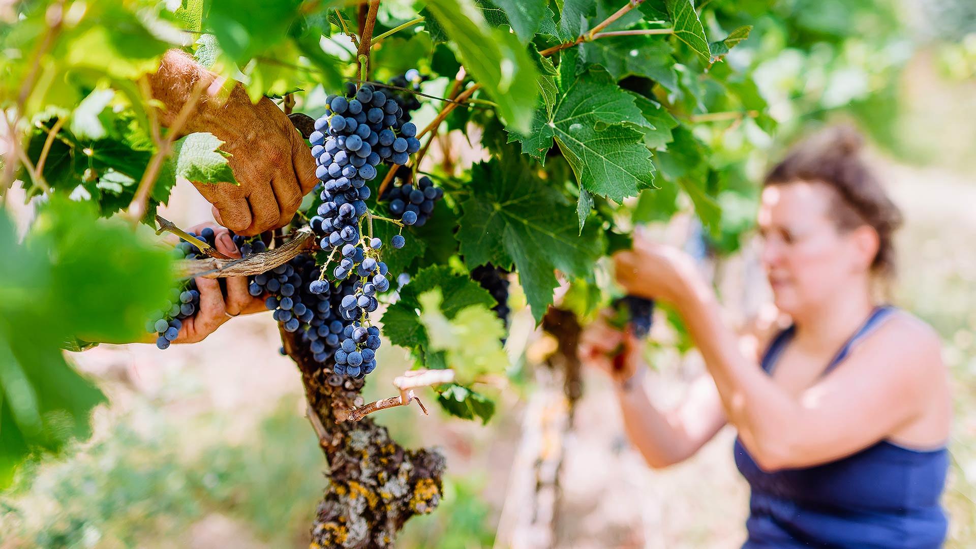 Weinlese in Deutschland beginnt so früh wie nie zuvor
