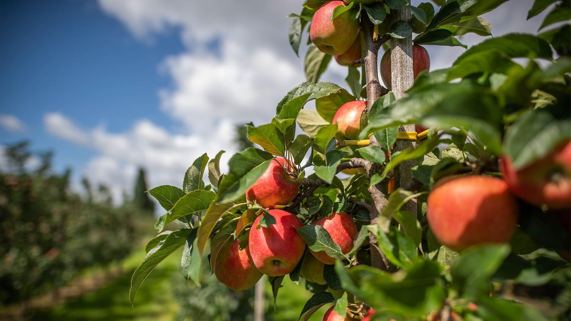 Apfel-Produzenten unter Druck